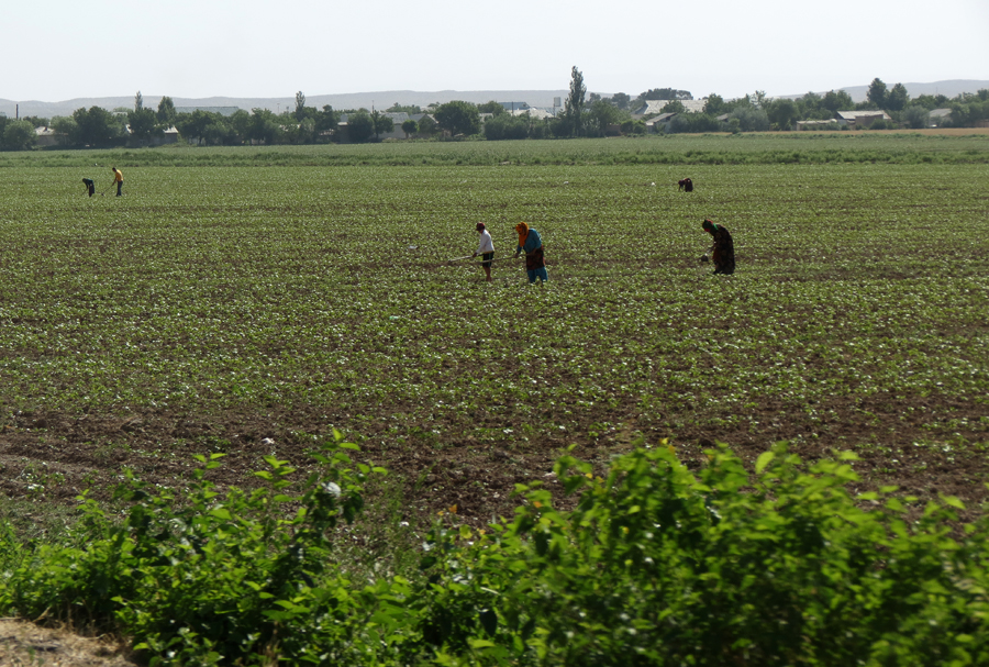 Аграрный сектор Узбекистана: от кризисов на местах к централизованным решениям