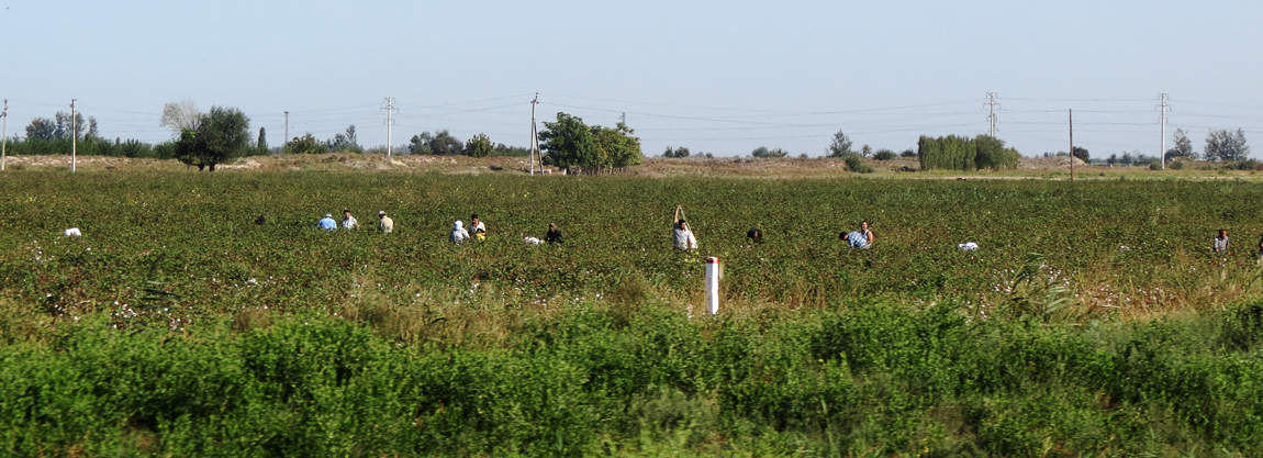 Хлопок (Paxta)