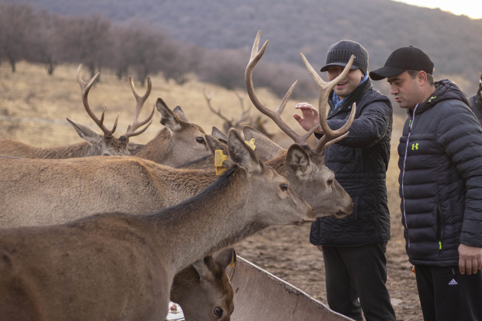 Оленья ферма «Deer Hills» (Ташкентская область)