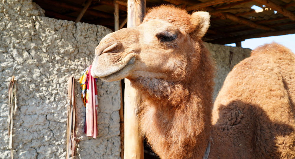 Верблюжья ферма в Риштане (Ферганская область)