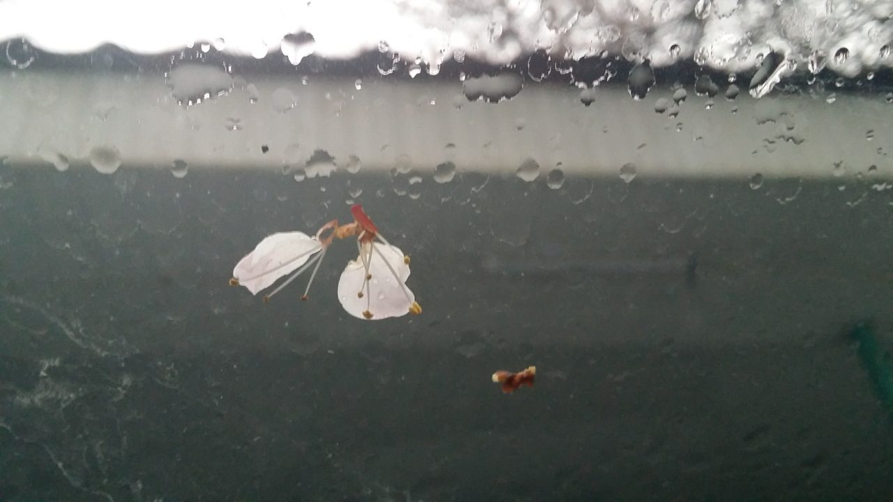 Снег, мороз и цветущий абрикос. Под угрозой до 80% урожая