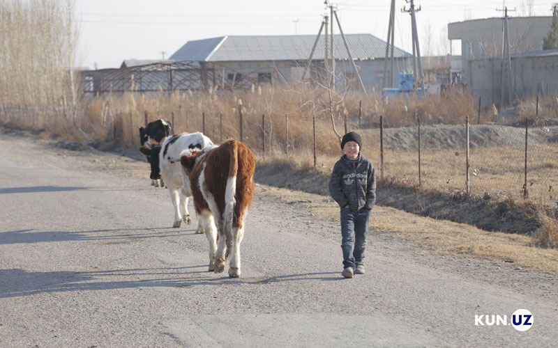 Узбекистан, как он есть: Навбахор (Пап)