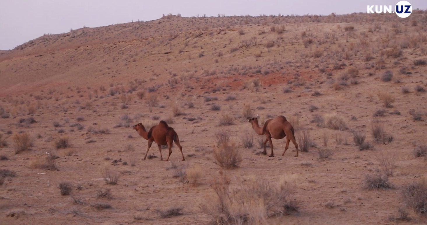 Узбекистан, как он есть: Керегетау (Тамды)