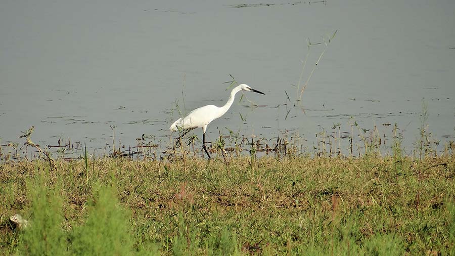 Водно-болотные угодья Самаркандской области (живописная фотогалерея)