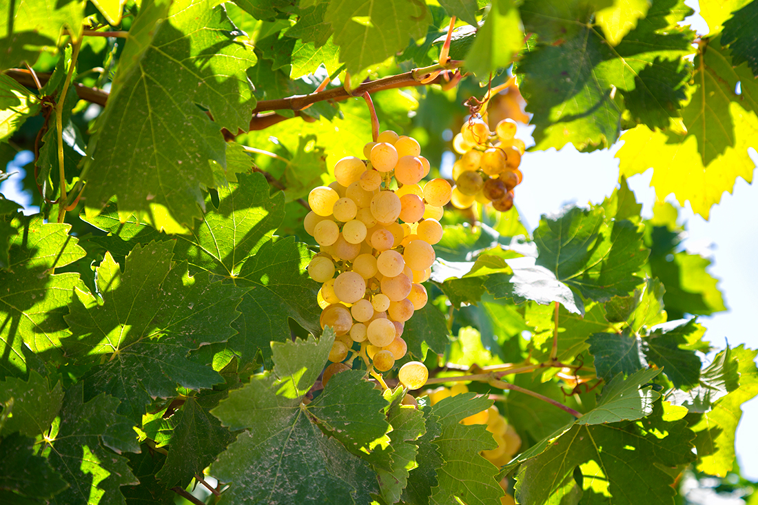 Самый вкусный виноград растет в Ферганской долине