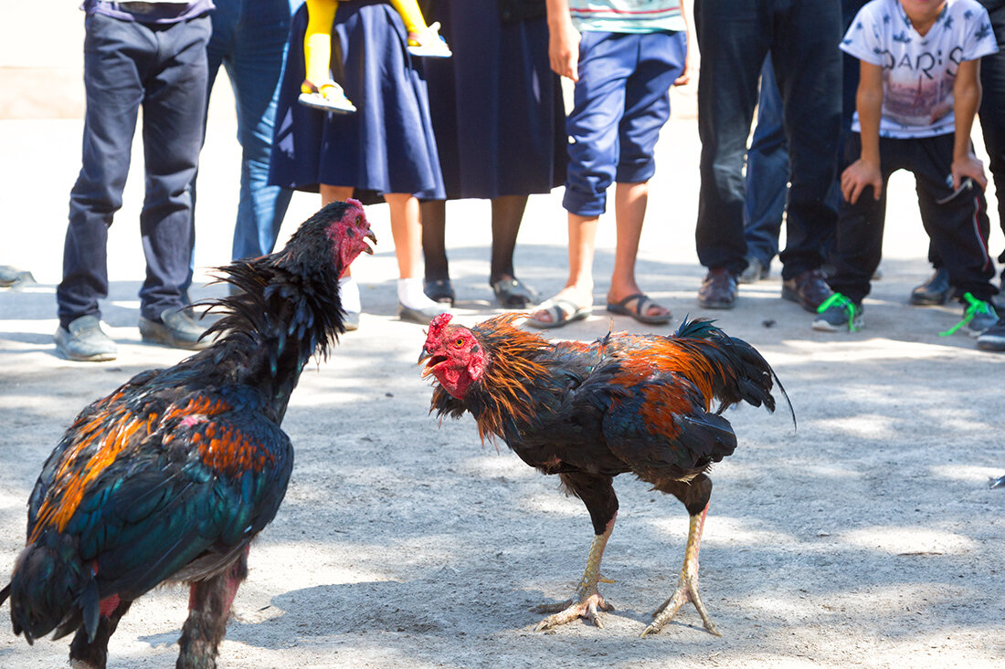 Петушиные бои в Узбекистане