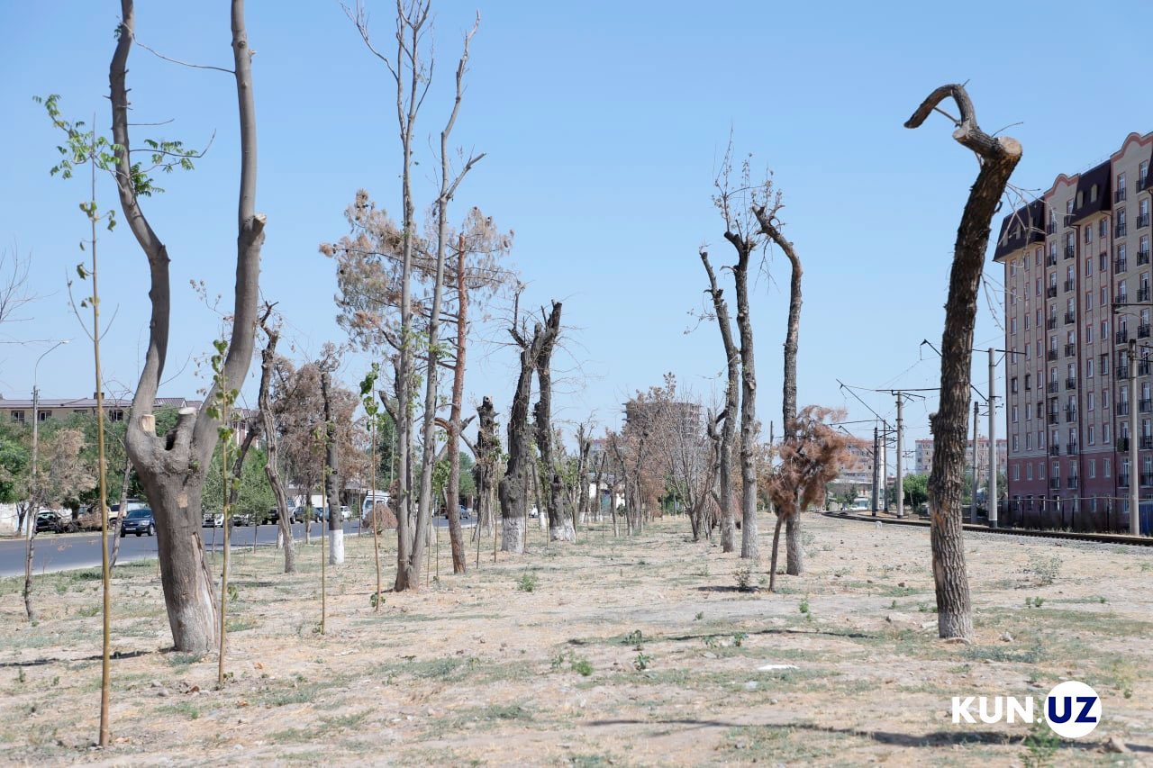 Обзор: Реакция на предложение легализовать вырубку деревьев