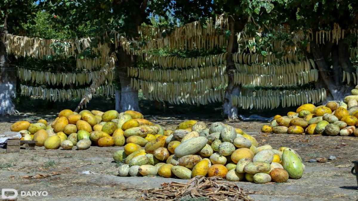 Дынный рай (Хаваст, Сырдарьинская область)