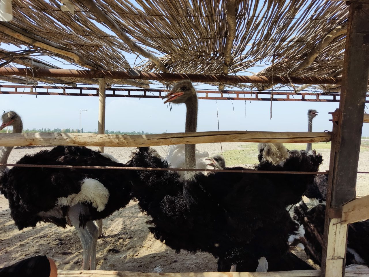 Страусиная ферма (Риштанский район)