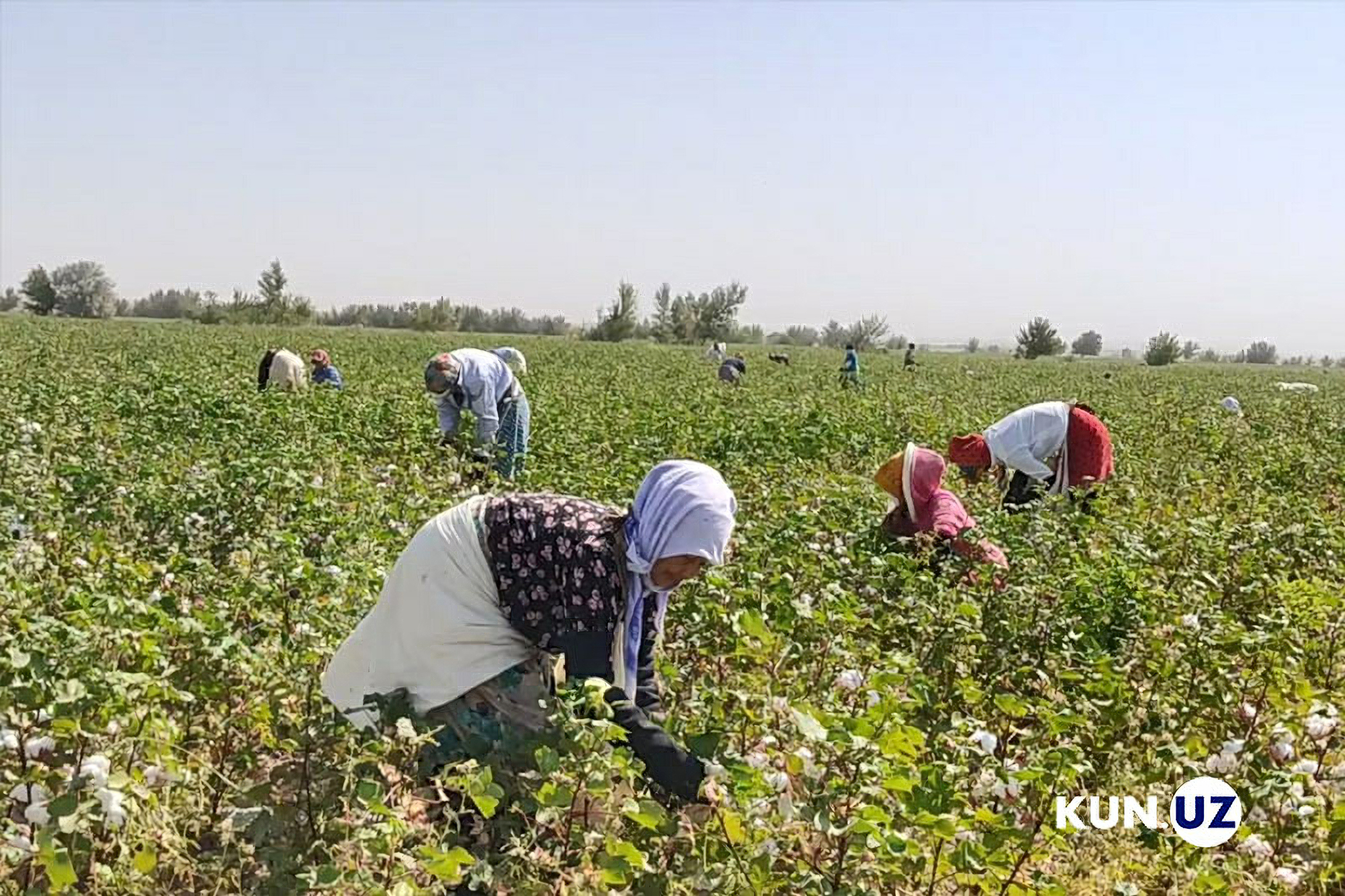 Сборщицы хлопка в Навои зарабатывают $11 в день