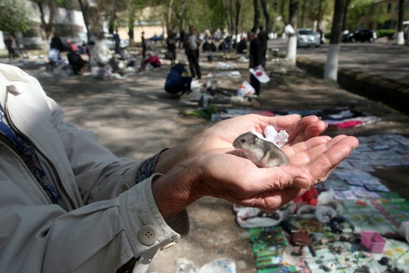 Массив “Спутник” в Ташкенте
