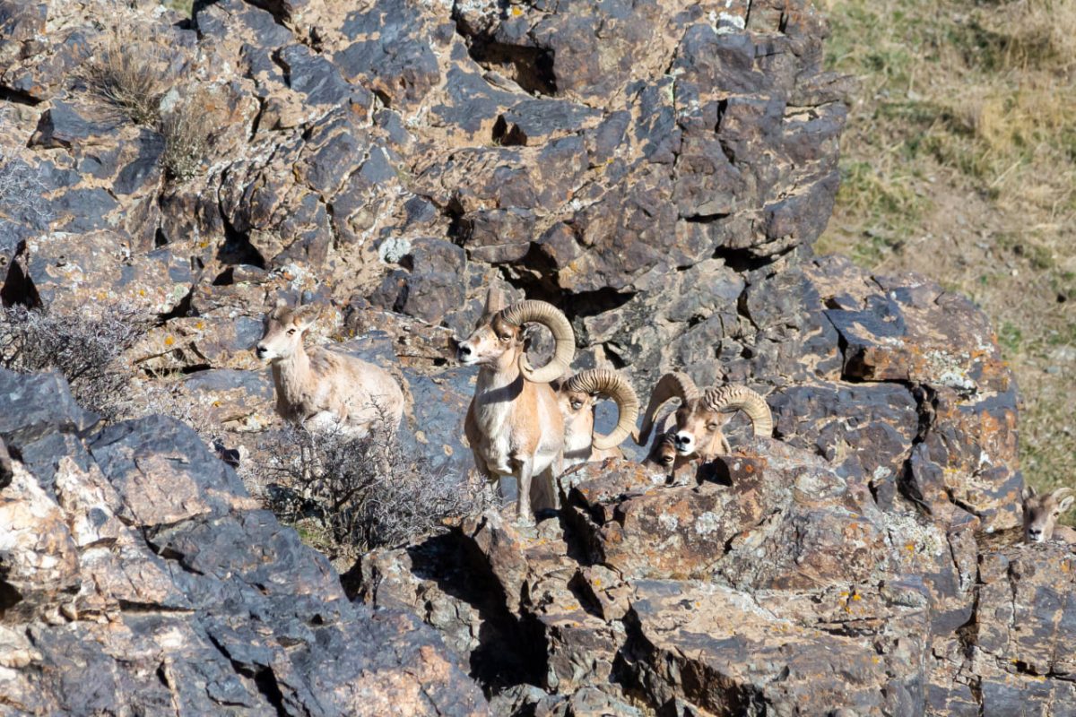 Исчезающий Узбекистан: какие виды мы можем потерять