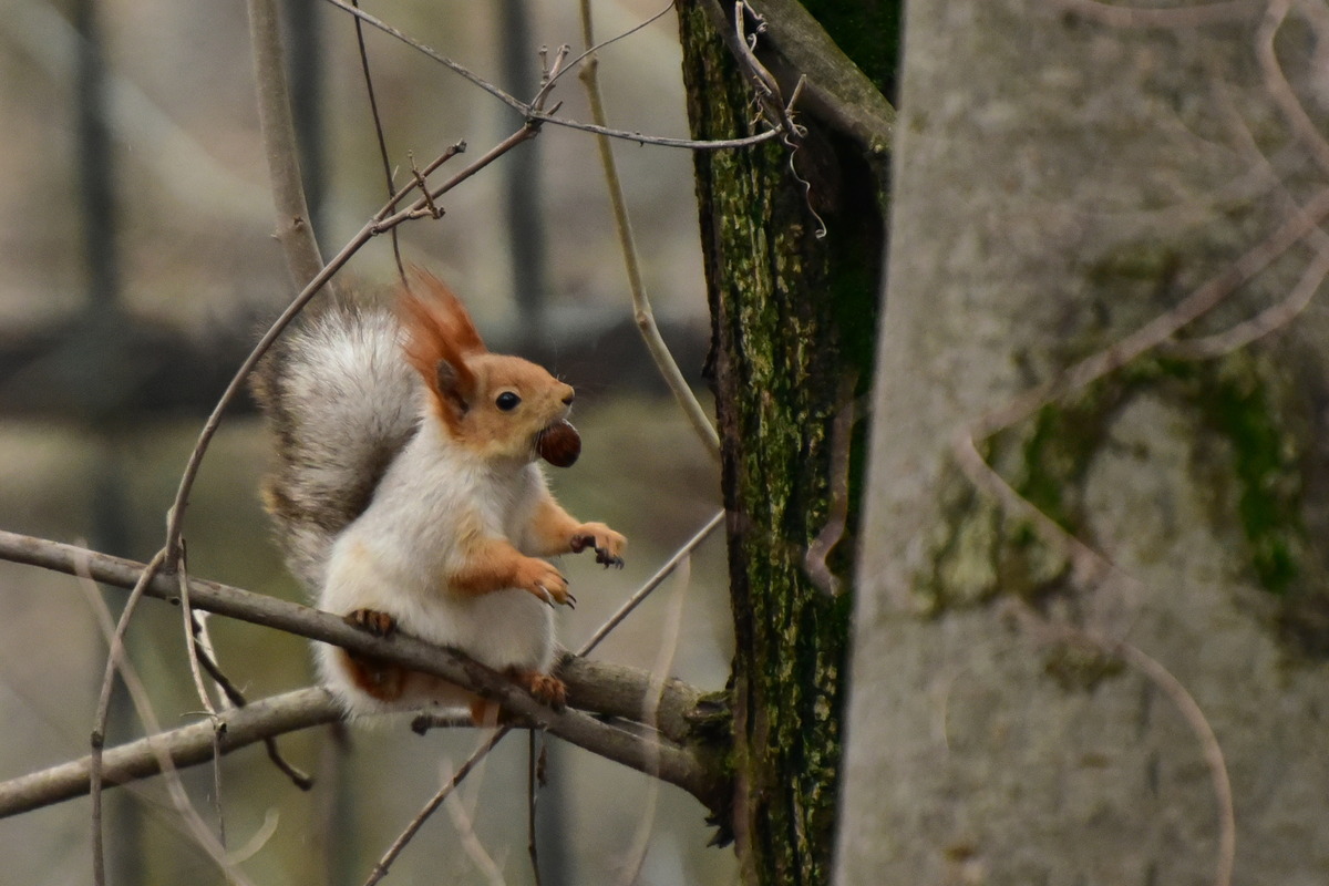 Обитатели Ташкентского ботанического сада: от белок до змей
