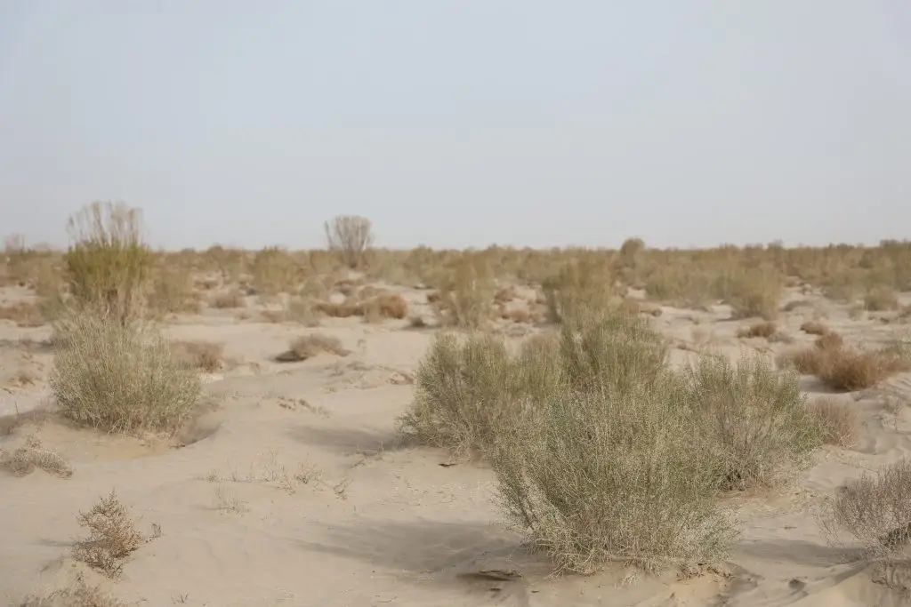 Зелёное Аральское море