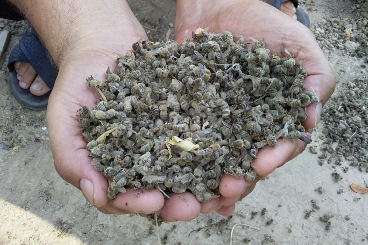 Больше чем мед: почему массовая гибель пчел в Узбекистане — это системный кризис