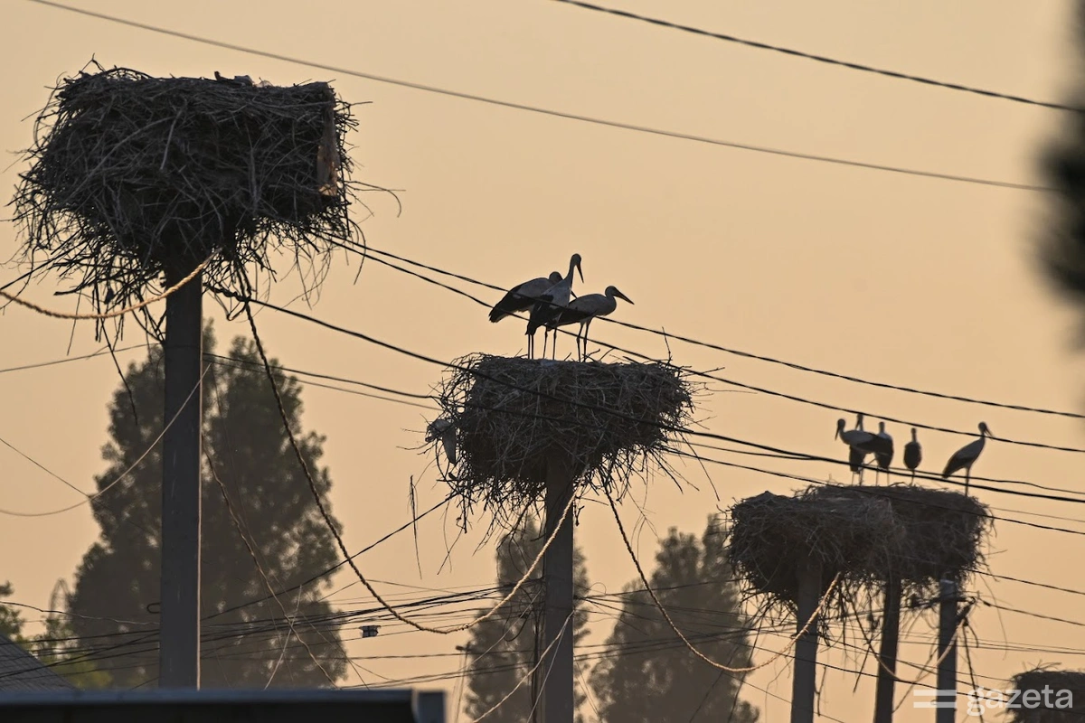 История махалли Лайлак, где люди и аисты — одна семья