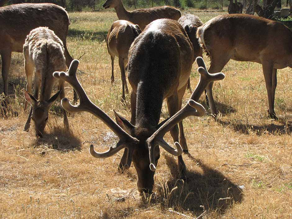 Юбилей с горьким привкусом: как Зарафшанский нацпарк получил в подарок железную дорогу