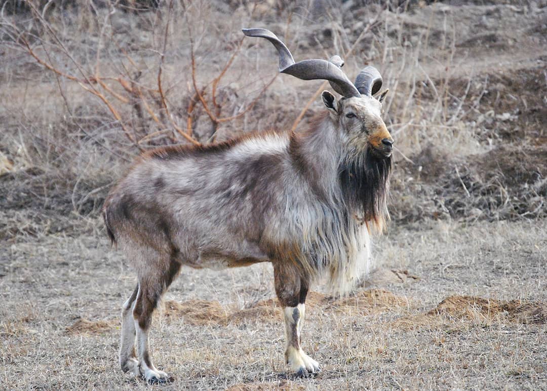 Трофейная охота на краснокнижного мархура: Цена жизни и прагматизм выживания